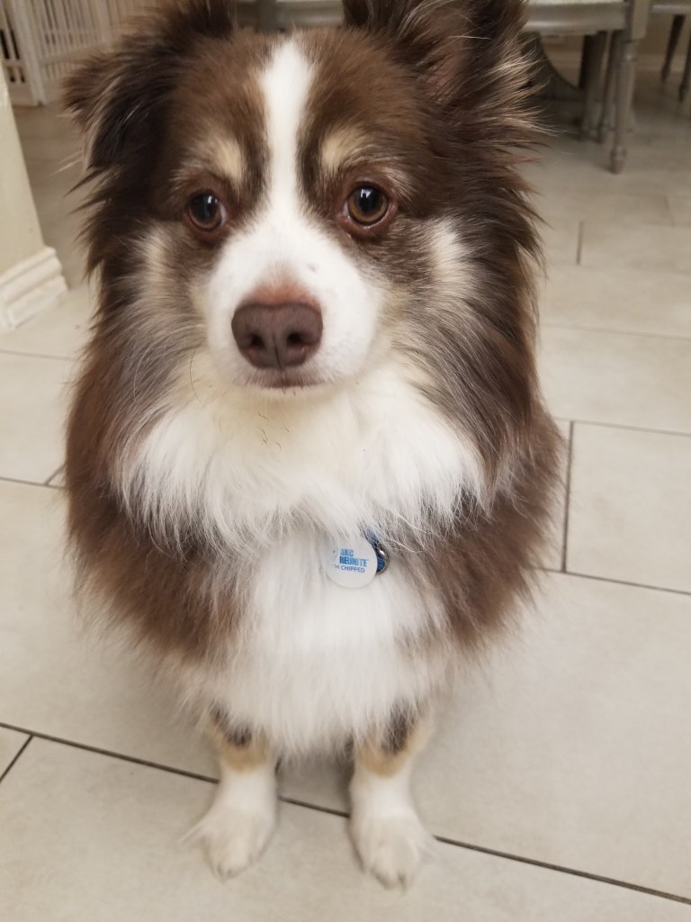 Rollo our dark brown and white mini-Australian Shepherd is standing in the kitchen looking sad