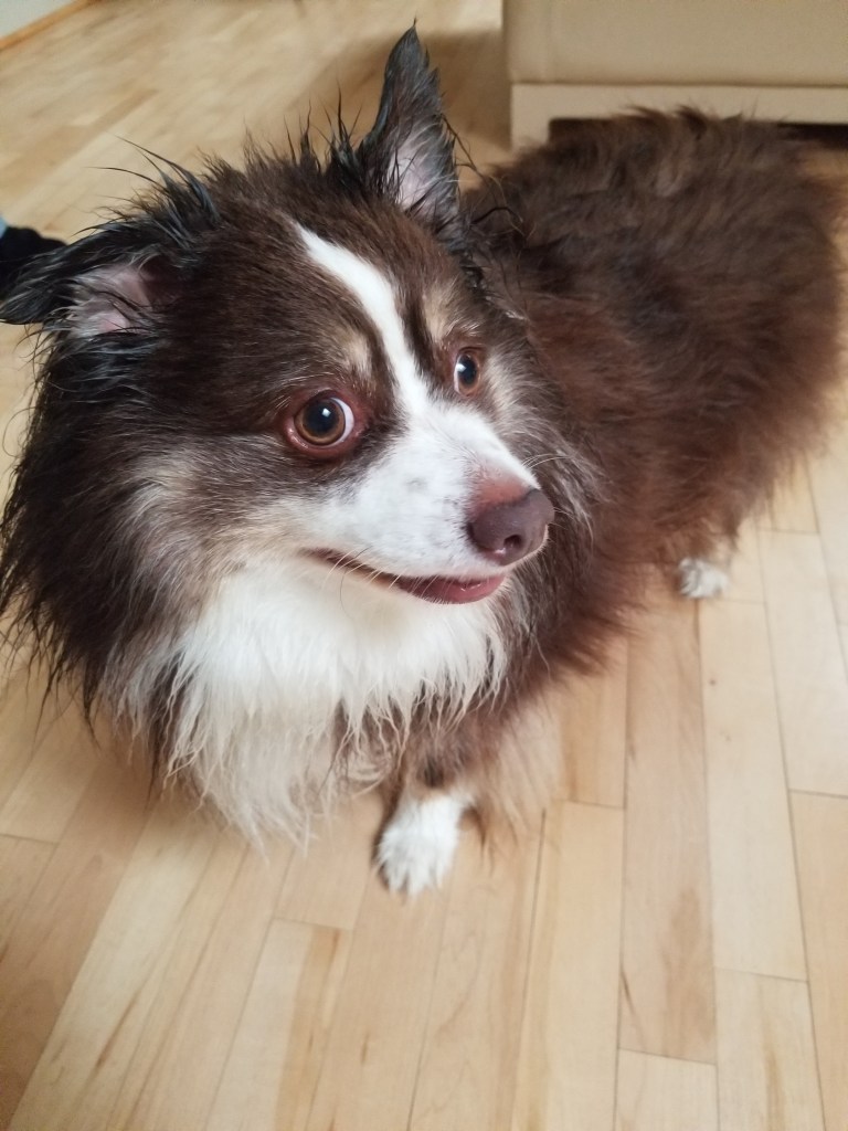 Photo of our mini-Australian Shepherd being a bit wet