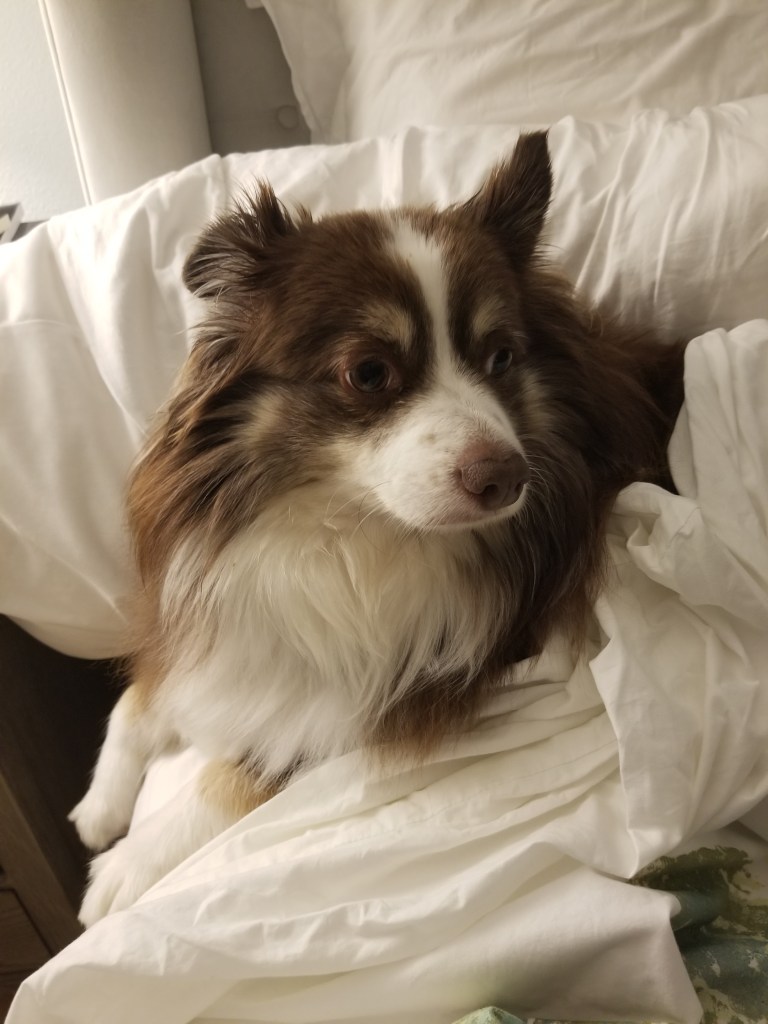 Photo of our mini-Australian Shepherd lying among the covers on our bed.