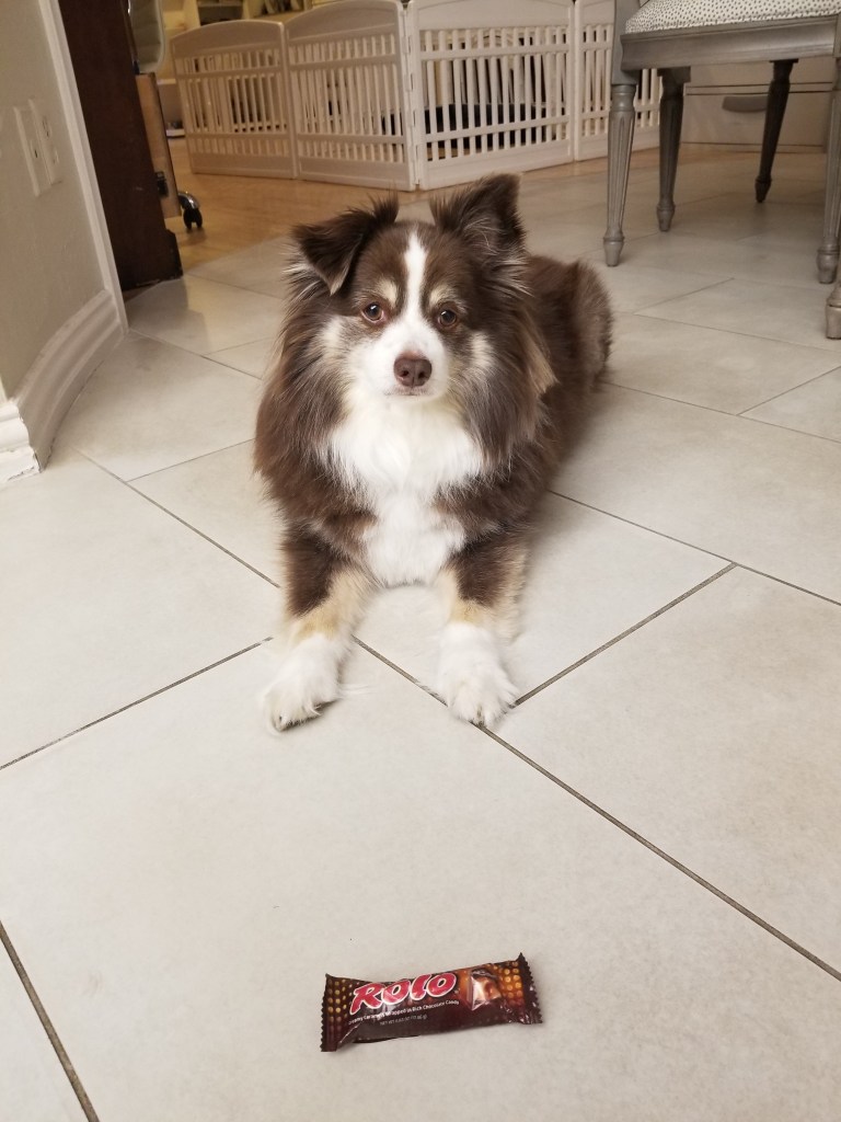 Photo of our mini-Australian Shepherd sitting on the floor in front of a Rolo candy.