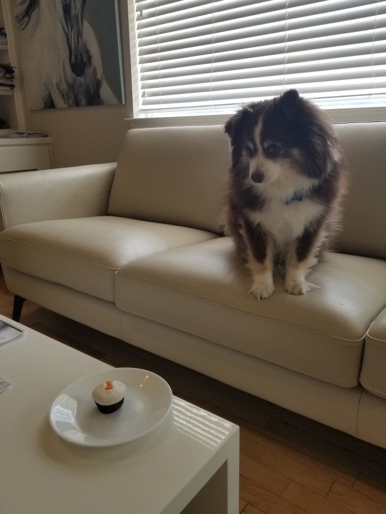 Photo of our mini-Australian Shepherd being sitting on a leather sofa and looking at a pupcake.