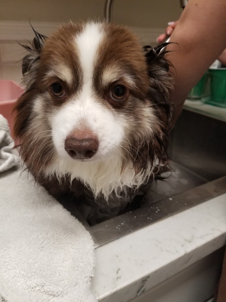 Rollo our mini-Australian Shepherd is looking into the camera. He is wet.