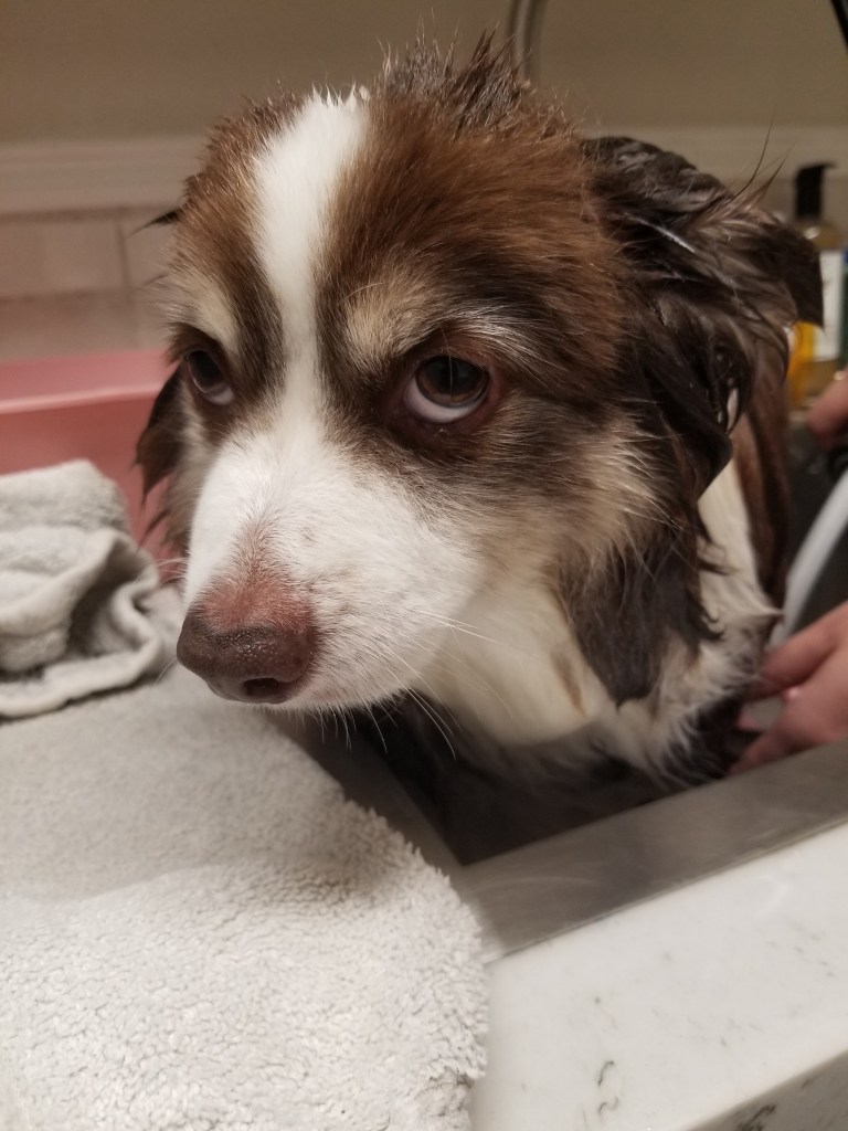 Our mini-Australian Shepherd is looking into the camera as he is sitting in the sink getting washed. He is wet and not happy.