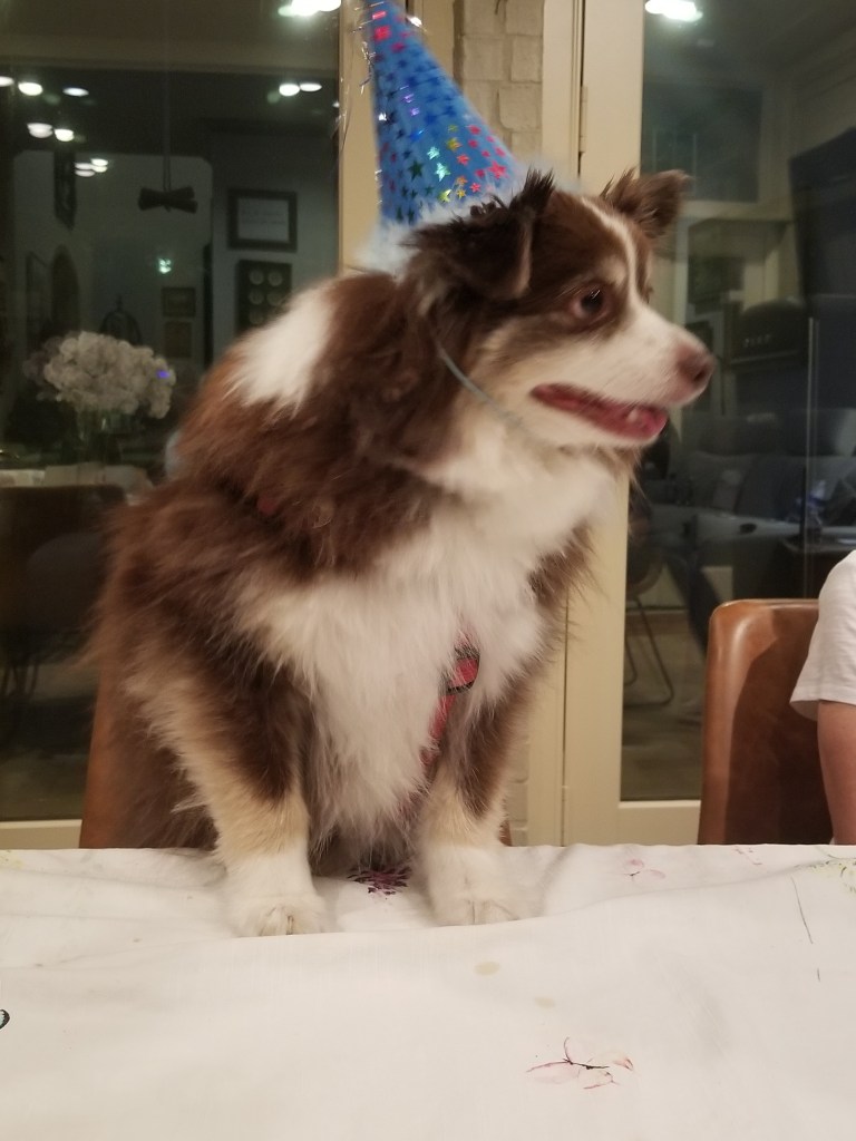 Rollo our mini-Australian Shepherd is standing with his paws on the table, and he is looking to the right. He is wearing a blue birthday hat.