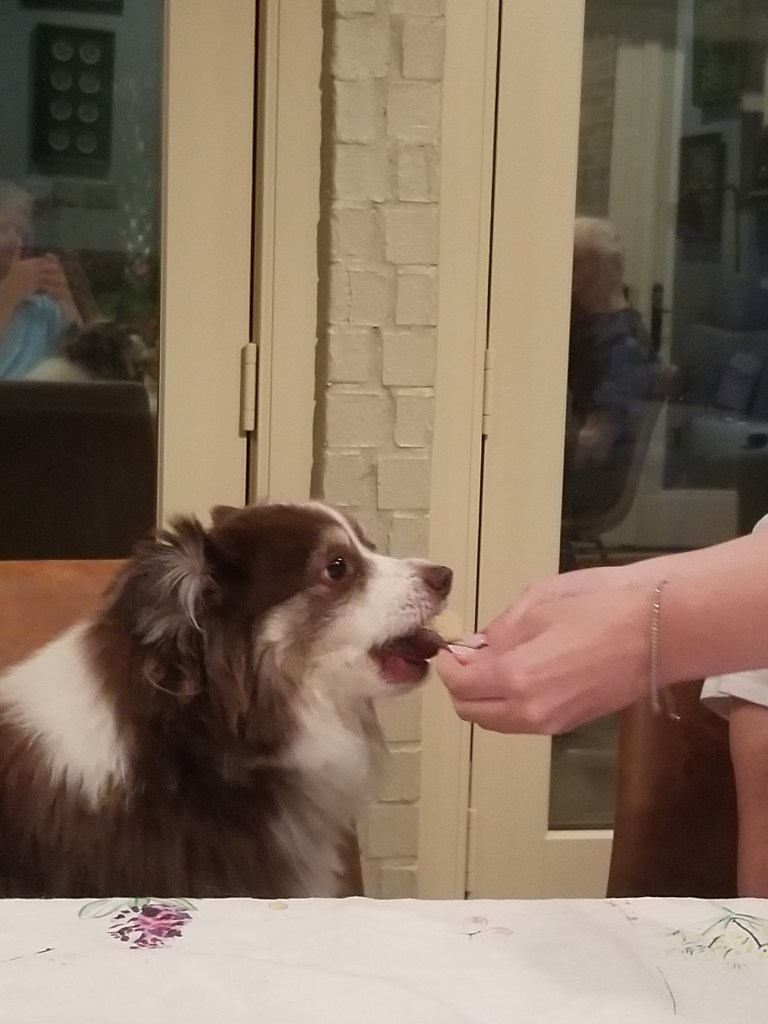Photo of our mini-Australian Shepherd being fed a pupcake.