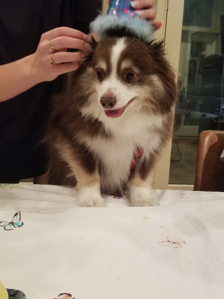 Our daughter is putting a blue birthday hat on our mini-Australian Shepherd Rollo.