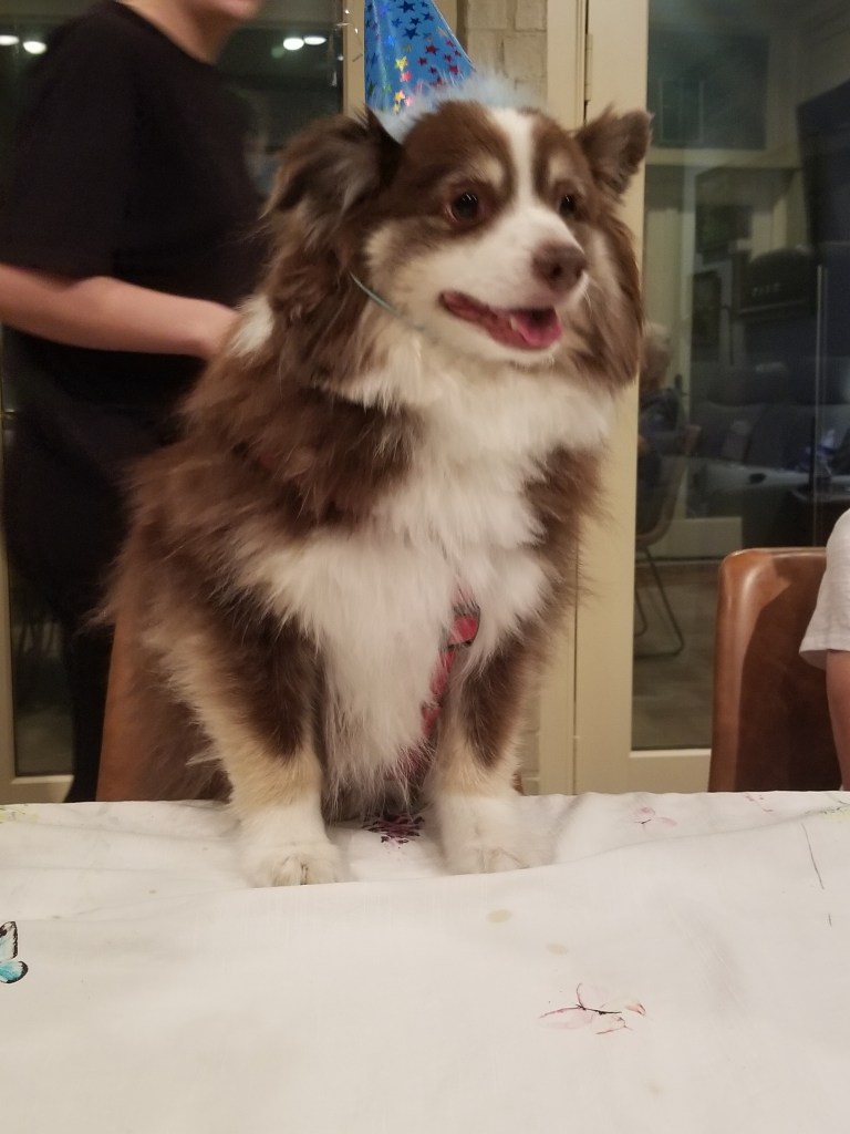 Rollo our mini-Australian Shepherd has his paws on the table and he is wearing a blue birthday hat.
