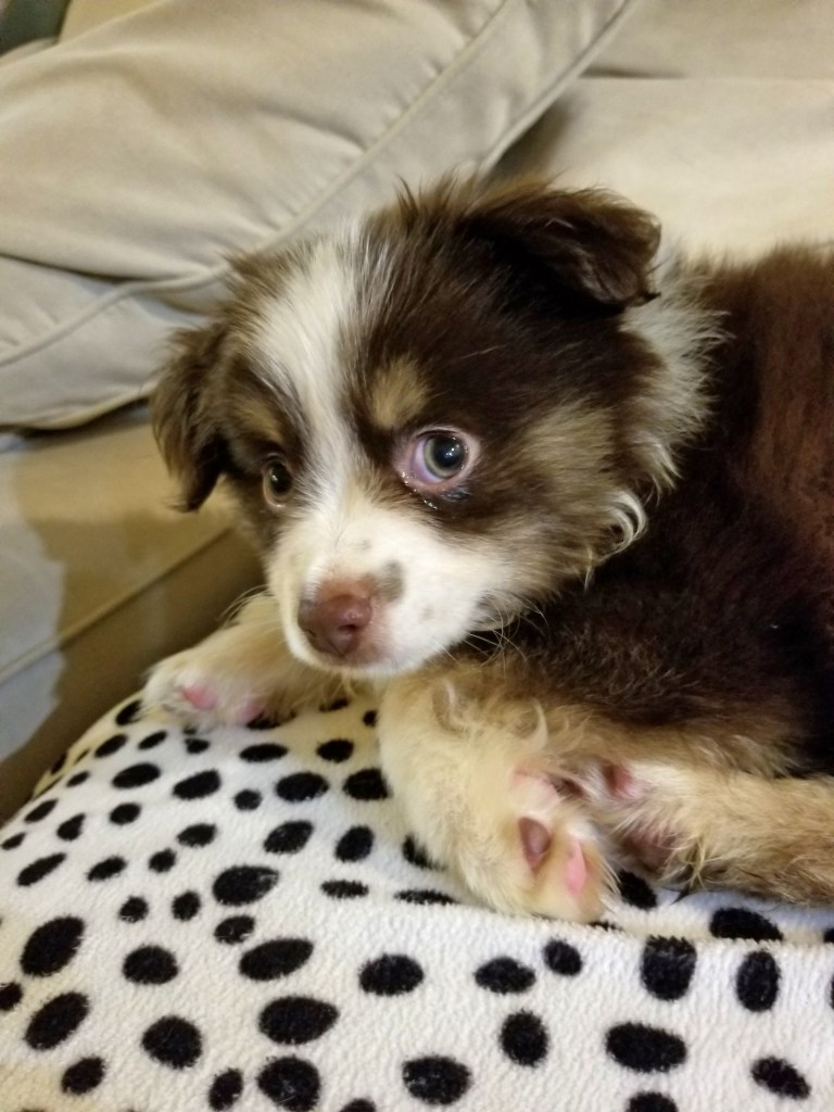 A mini-Australian Shepherd puppy lying on a blanket and looking into the camera.