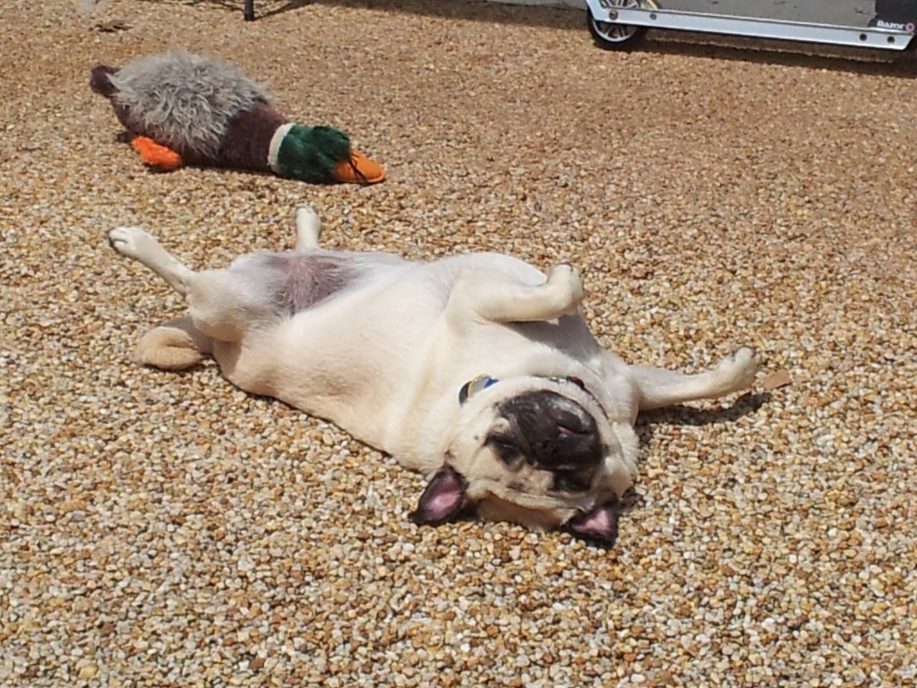 Our pug Daisy is lying on her back on the gravel. There is also a toy duck.