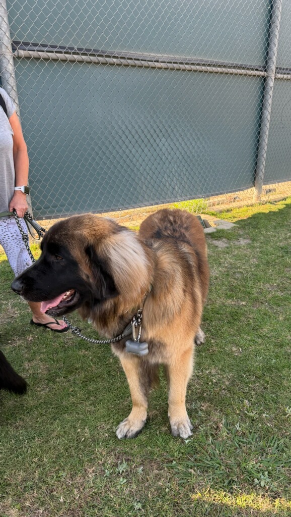 A Leonberger is standing in front of a wall with a fence in front of it.