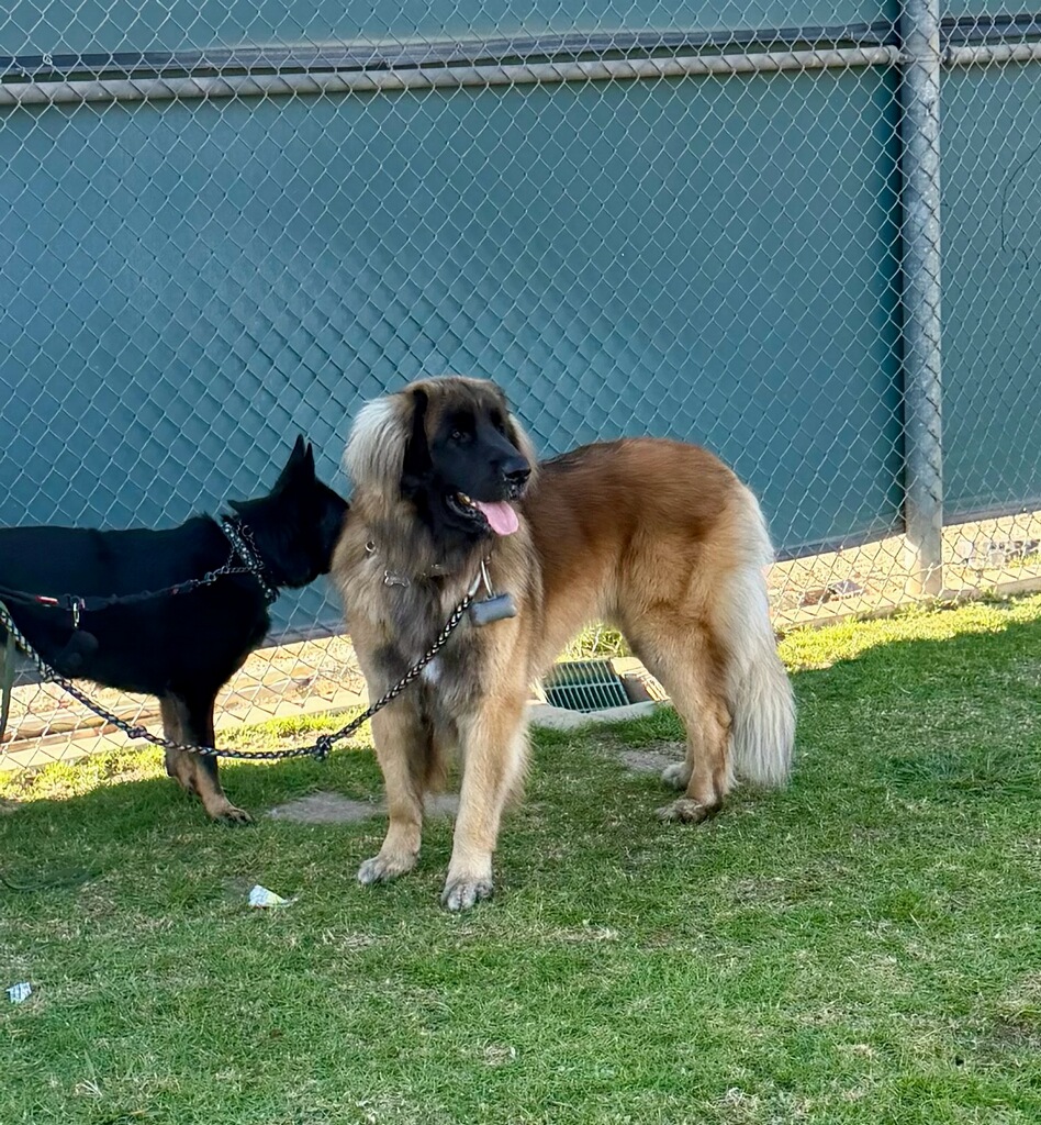 A Leonberger is standing in front of a wall with a fence in front of it. Next to him is another large black dog