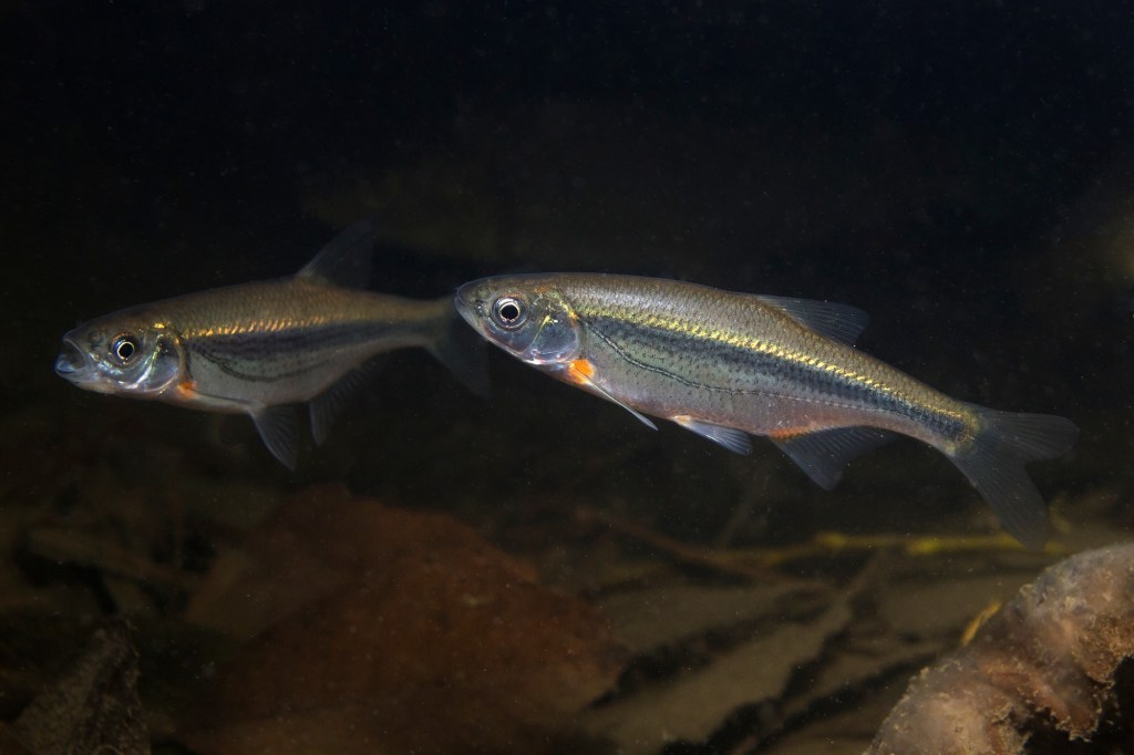 Freshwater fish Riffle minnow (Alburnoides bipunctatus) underwater photography. Minnow in clean water and nature habitat. Natural light. Lake and river habitat. Wild animal. Underwater photo of fish.