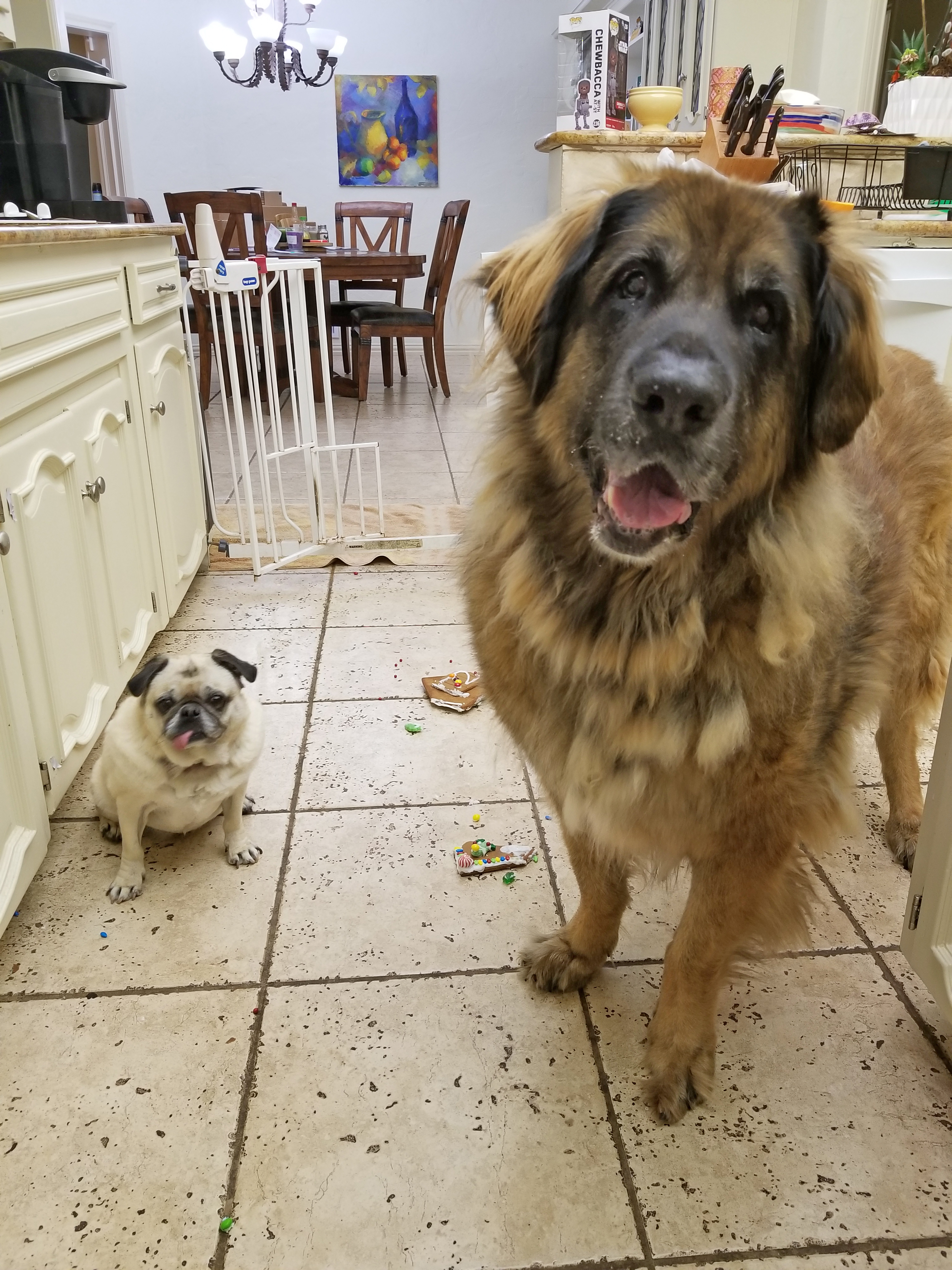 Leonbergers Giving Gifts to Pugs – Leonberger Life