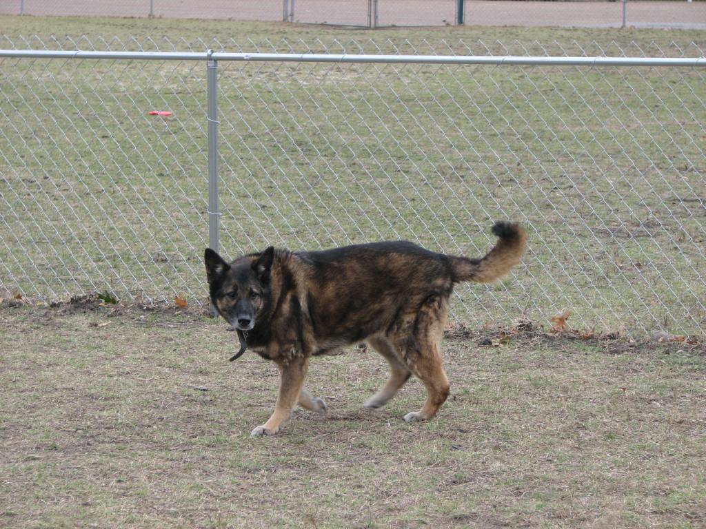 A dark brown and black German Shepherd walking around in a dog park.