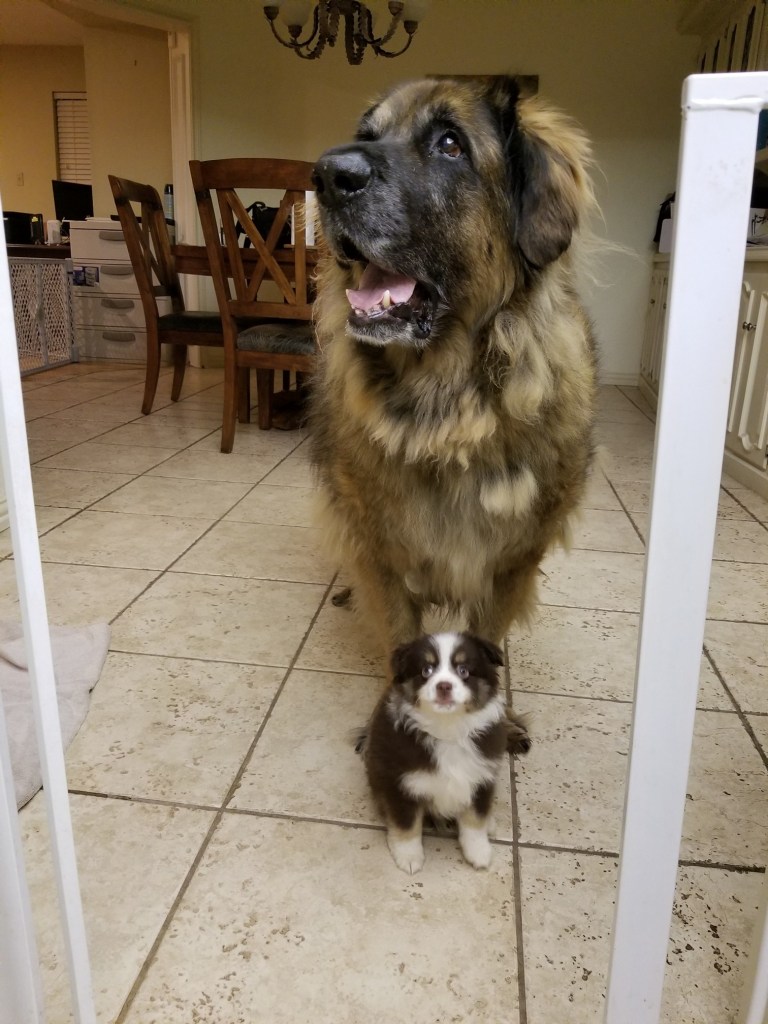 The photo shows a mini-Australian Shepherd puppy on the floor and behind him is our big Leonberger Bronco.