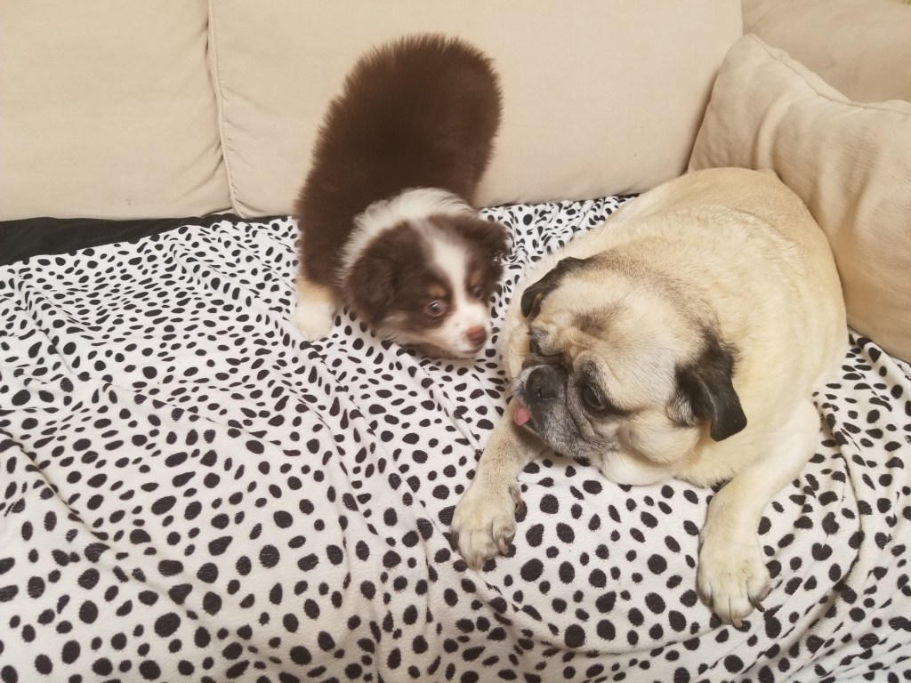 The photo shows a young mini-Australian Shepherd puppy and beige pug on a black spotted blanket.