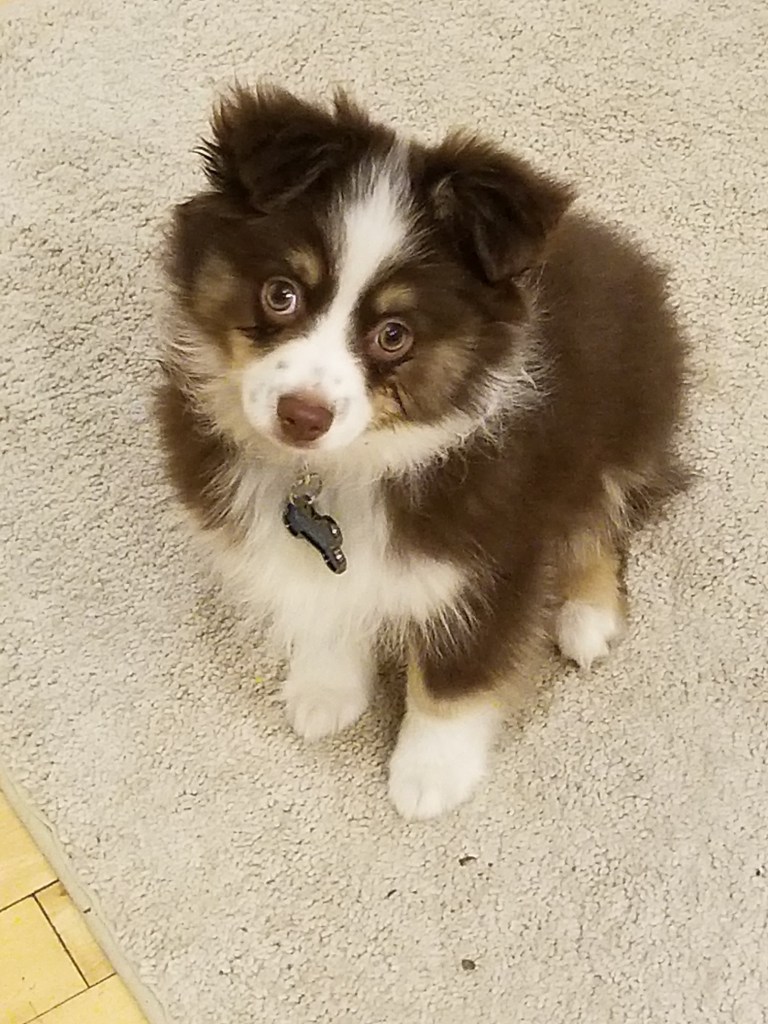 The photo shows a dark brown and white mini-Australian Shepherd puppy sitting on a beige tile floor.