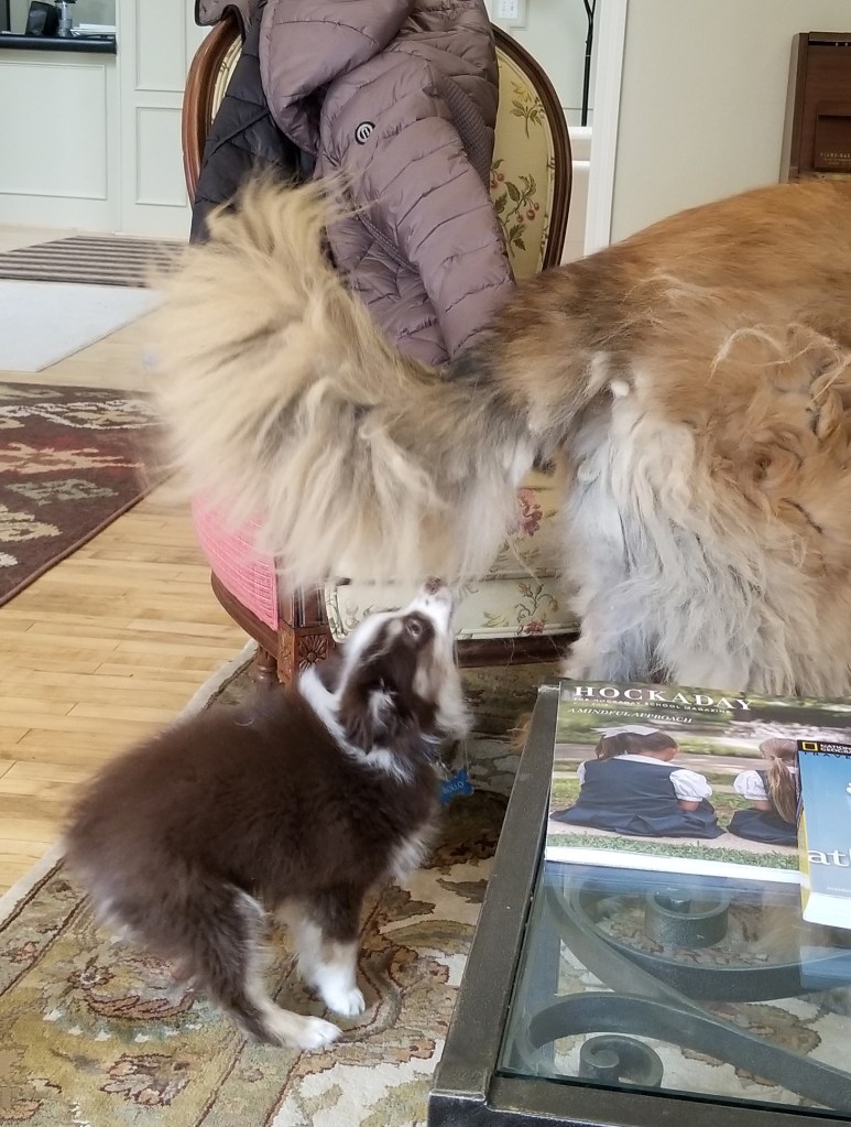 The photo shows our mini-Australian Shepherd biting Bronco’s tail and pulling on it as Bronco is trying to ignore him.