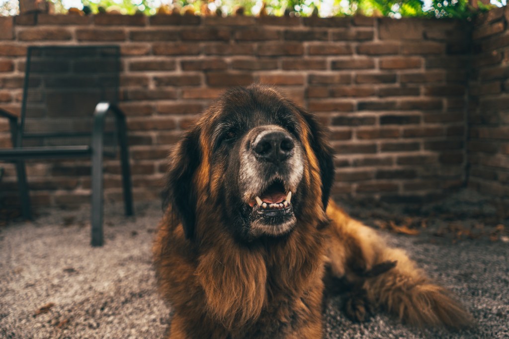 Old Leonberger with a grey muzzle lying on the ground and looking into the camera.