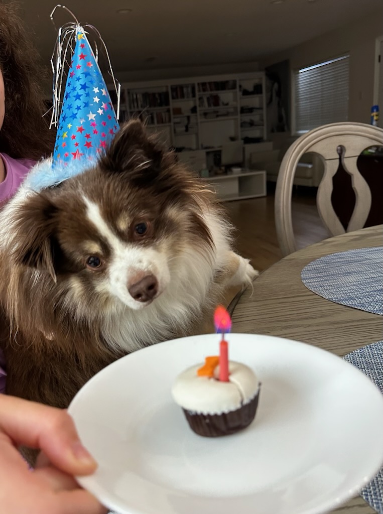 Our mini Australian Shepherd Rollo is looking at a pupcake in front of him. He is wearing a blue party hat.