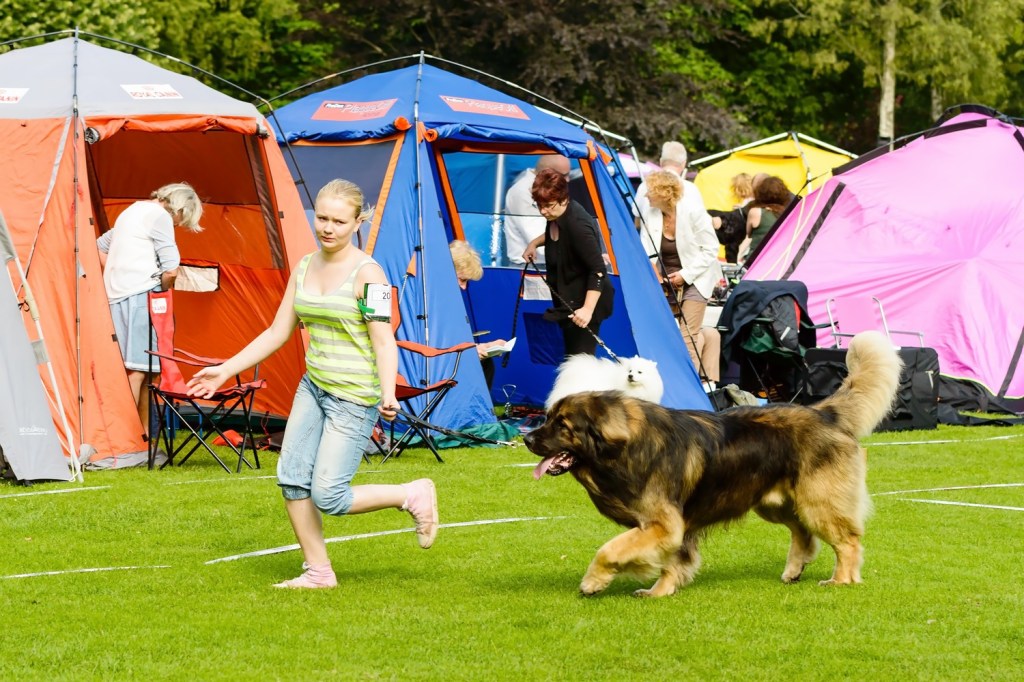The photo shows a young blond woman running with a Leonberger in a leash. There are tents and other people in the background.