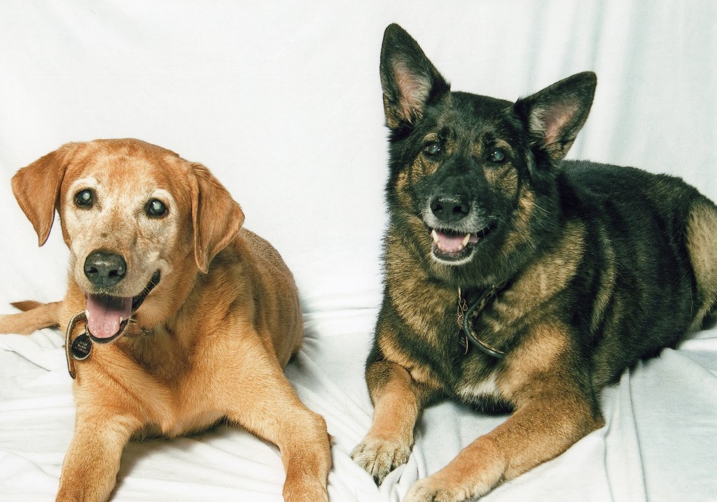 On the left is our yellow Labrador Baylor and on the right is our brown and black German Shepherd. They are both lying down and looking into the camera.