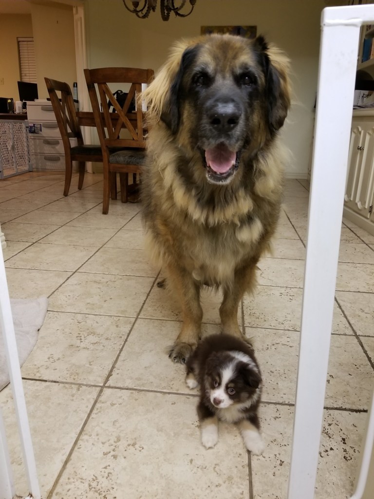 Bronco is standing at the kitchen entrance, and our new little dark brown and white puppy is sitting in front of him.