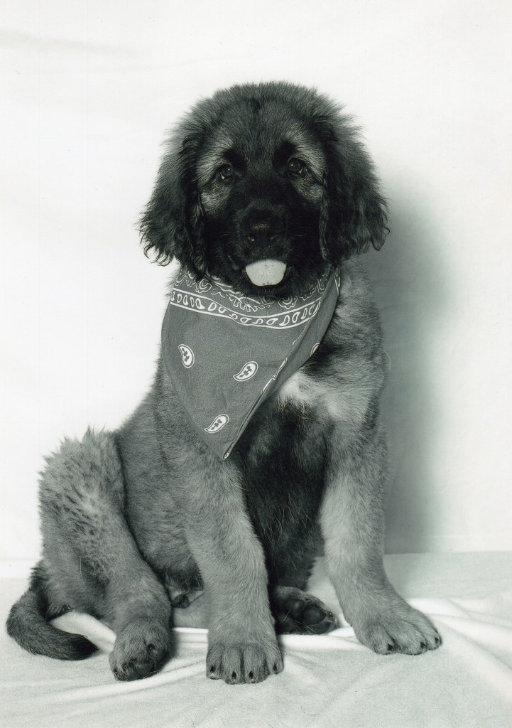 Our Leonberger puppy Bronco is sitting and looking into the camera. He is wearing a red scarf, but it is a black and white photo.