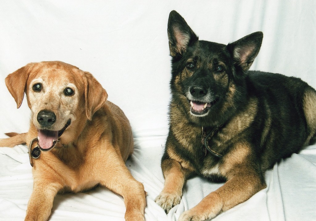Two dogs looking into the camera. An old yellow Labrador on the left and the dark brown and black German Shepherd on the right.