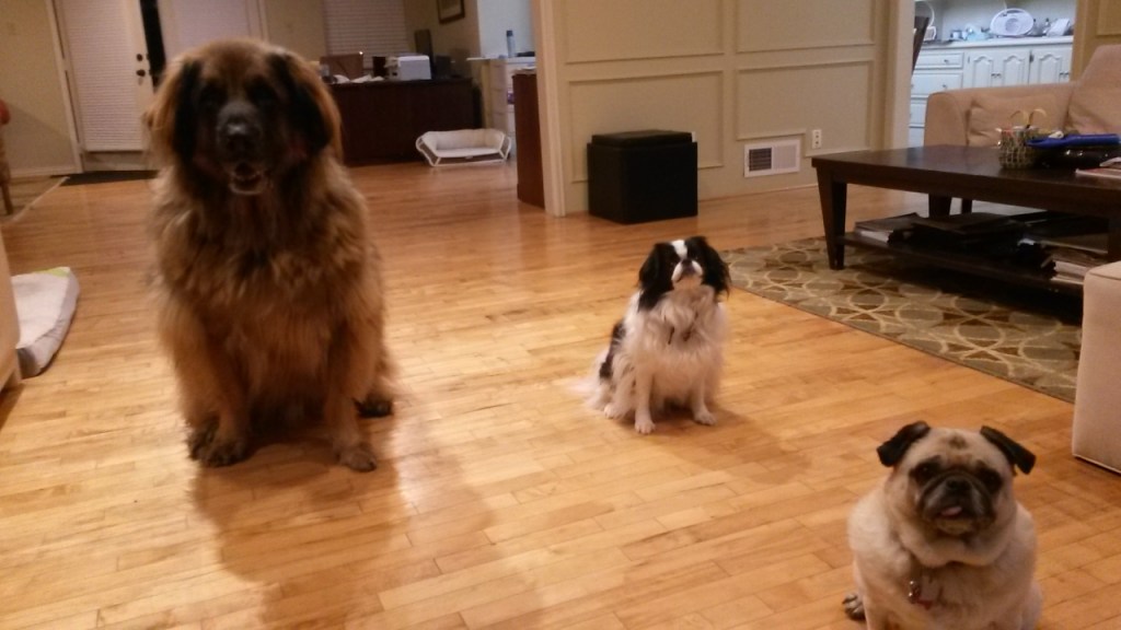 Three dogs sitting on the floor, a Leonberger, a Japanese Chin and a Pug.