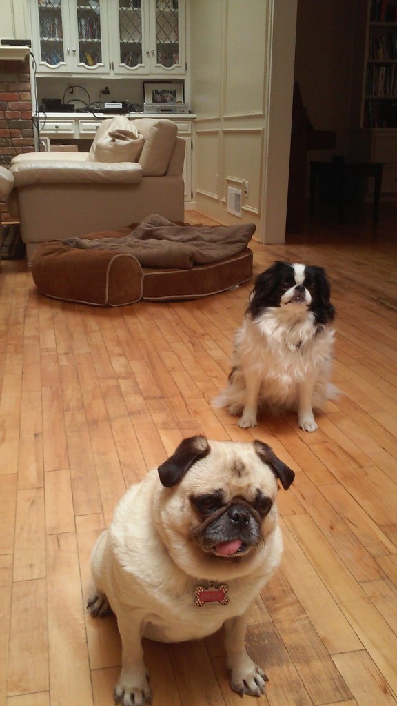 The photo shows a Pug in the front left and a black and white Japanese Chin in the back to the right.