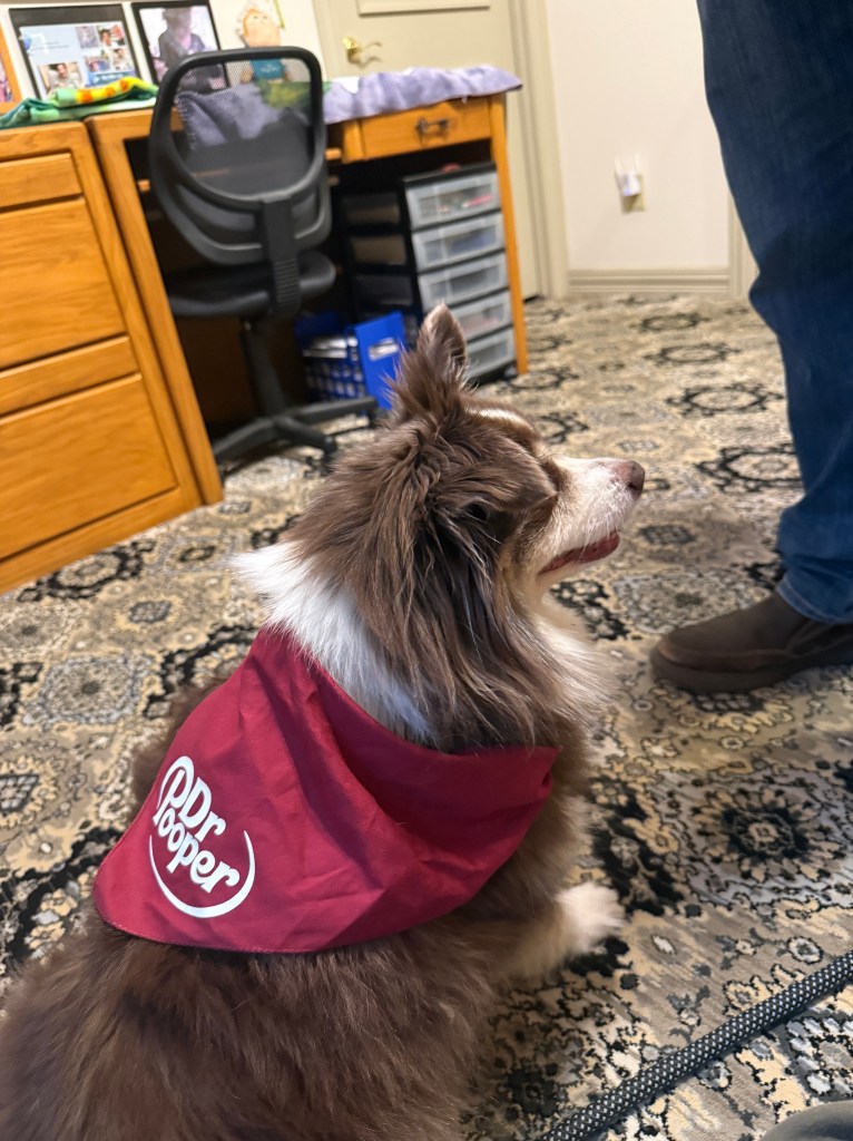Our mini-Australian Shepherd is sitting on the floor. He is wearing his Dr. Pooper cap. The photo is from the side.