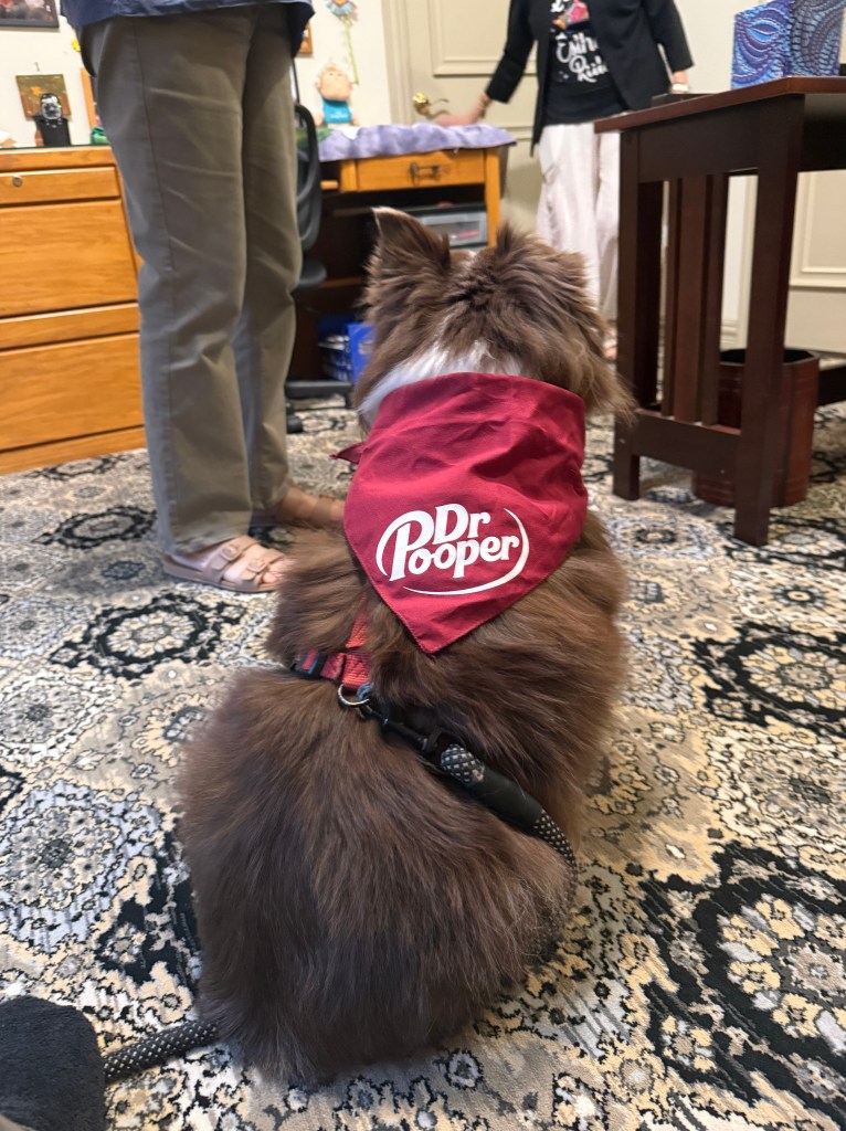 Our mini-Australian Shepherd is sitting on the floor. He is wearing his Dr. Pooper cap. The photo is from the back.