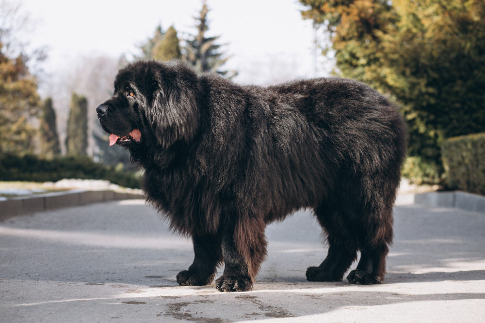 A big furry Newfoundland dog