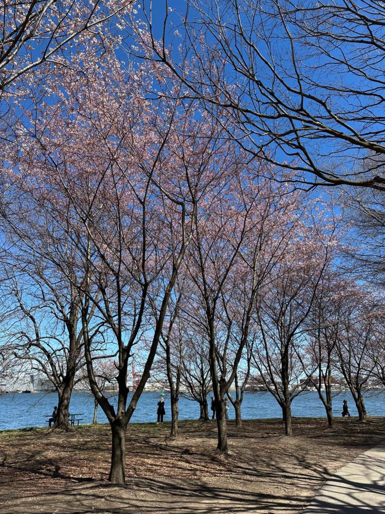 Cherry trees blossoming.