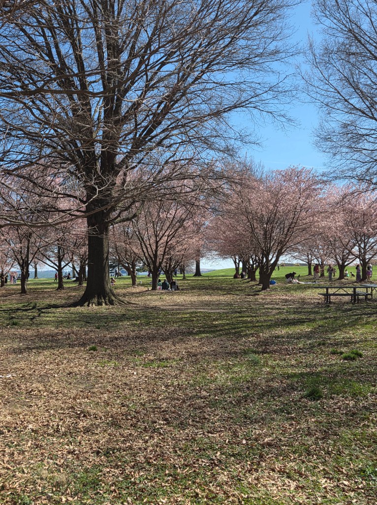 Cherry trees blossoming.