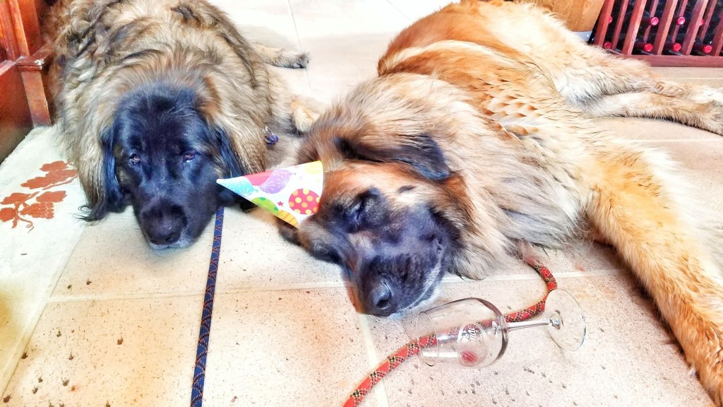 Two Leonbergers are lying on the floor. They are wearing Happy birthday party hats.