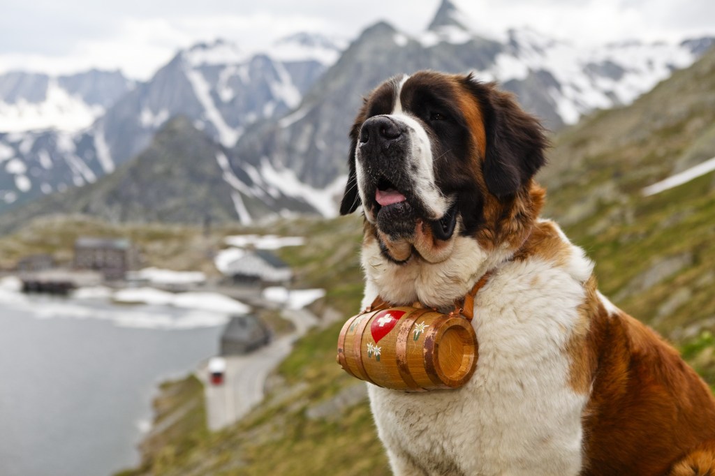 The photo shows a Saint Bernard dog wearing a little barrel of maybe cognac. In the background there are tall mountains.