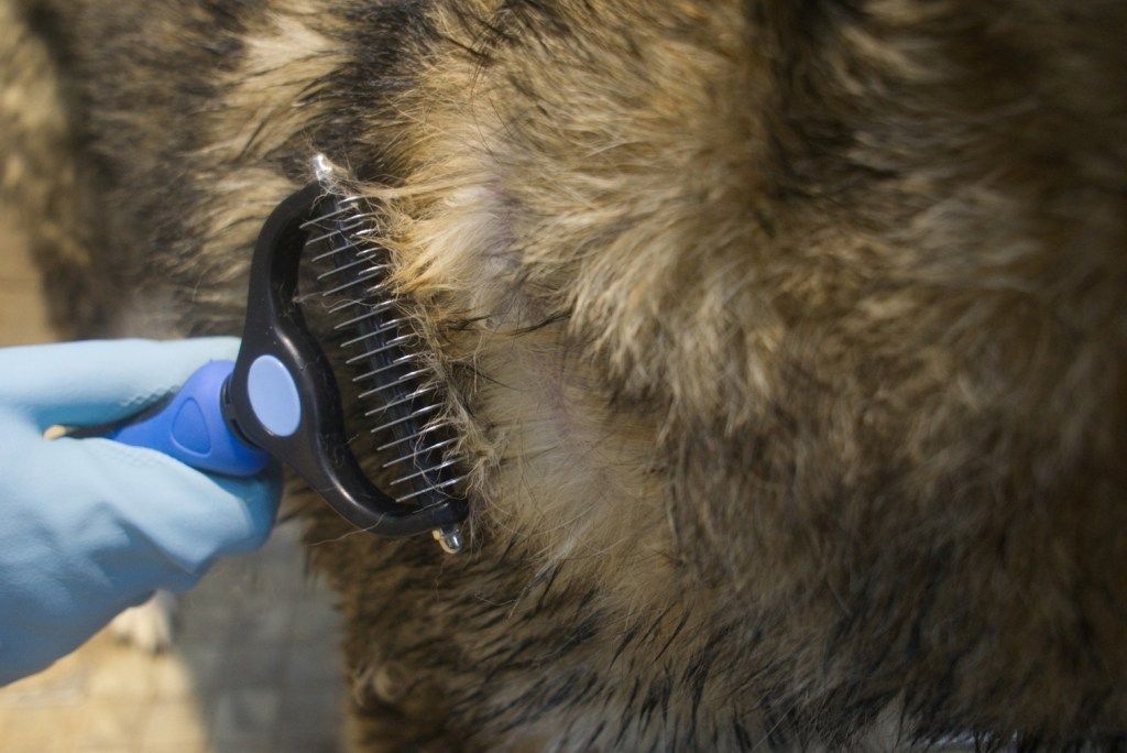 A so called undercoat rake is used to brush and penetrate deep into the coat of a double coated dog.