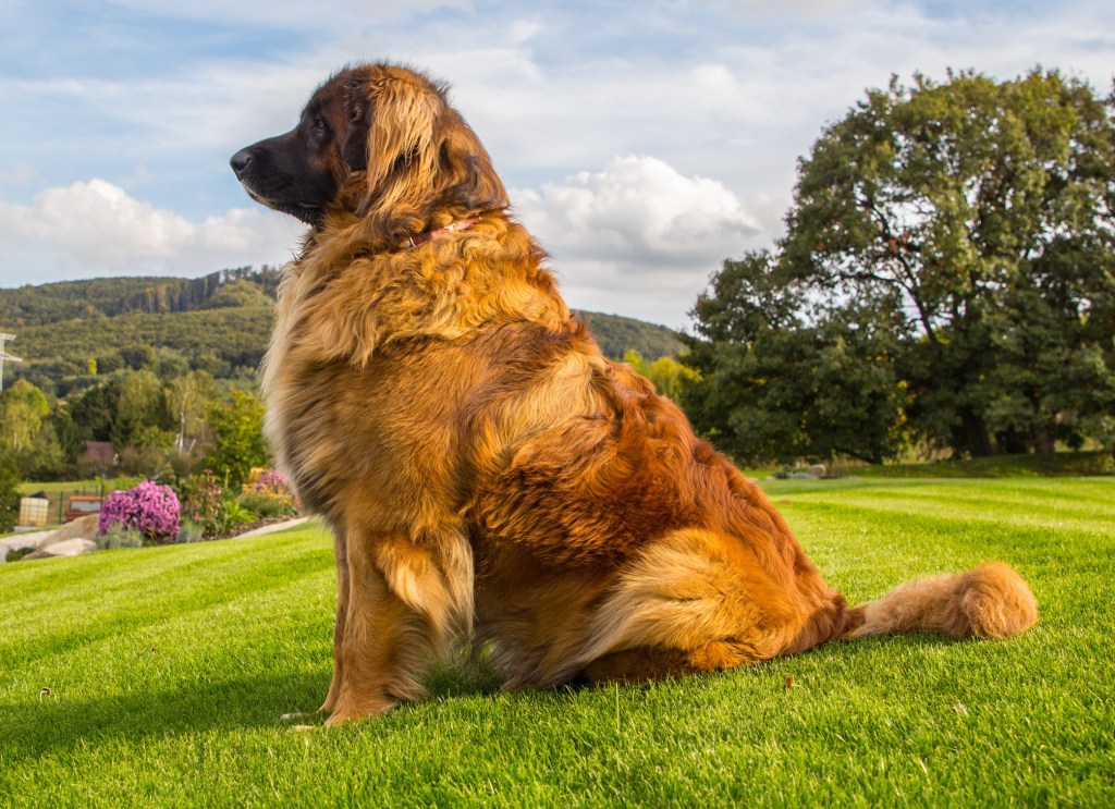 A majestic looking Leonberger is sitting on a green hill.