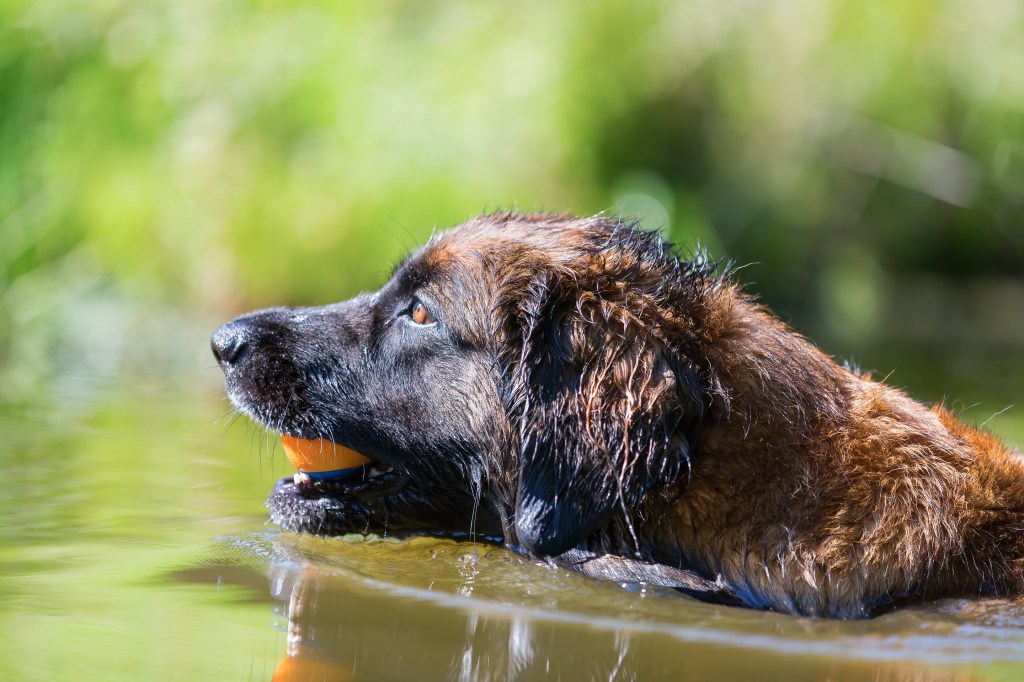 Photo of a Leonberger swimming water and there is green tall grass in the background. The Leonberger has a ball in his mouth.