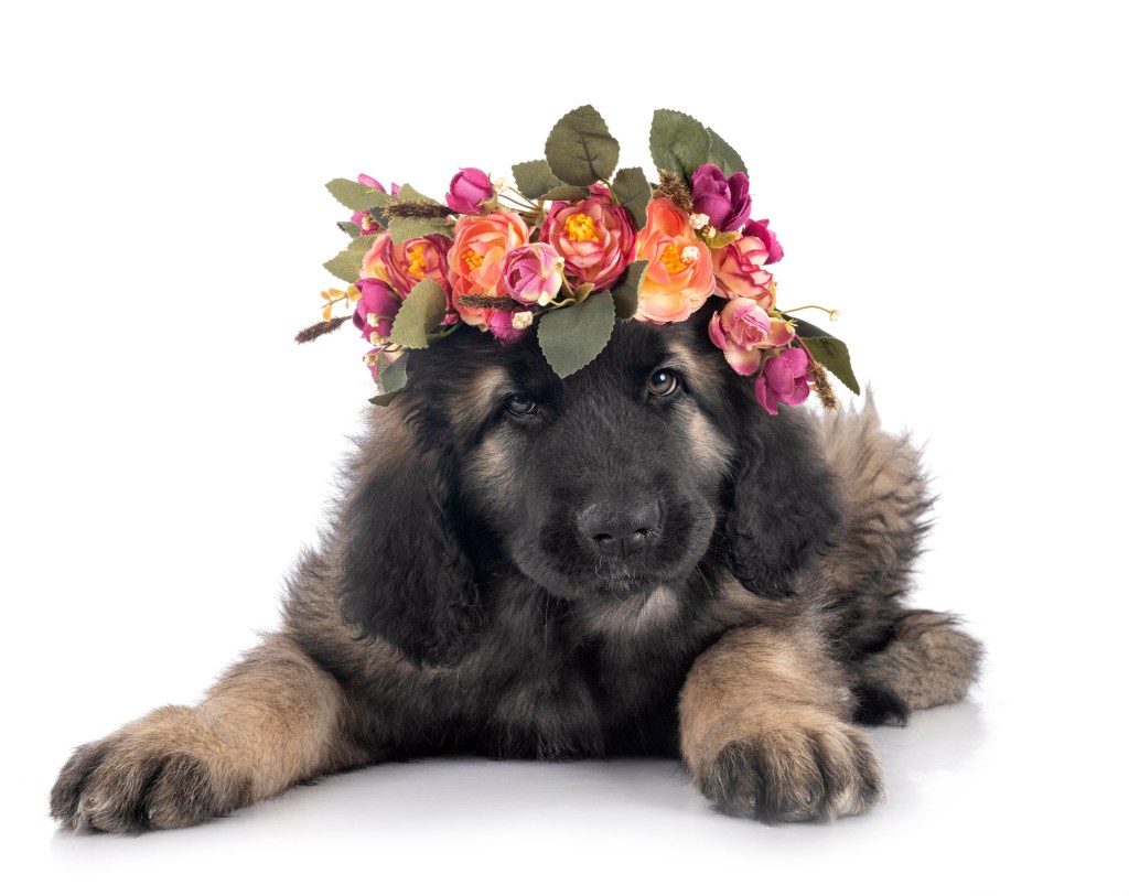 Leonberger puppy in front of white background. His head is covered by flowers.