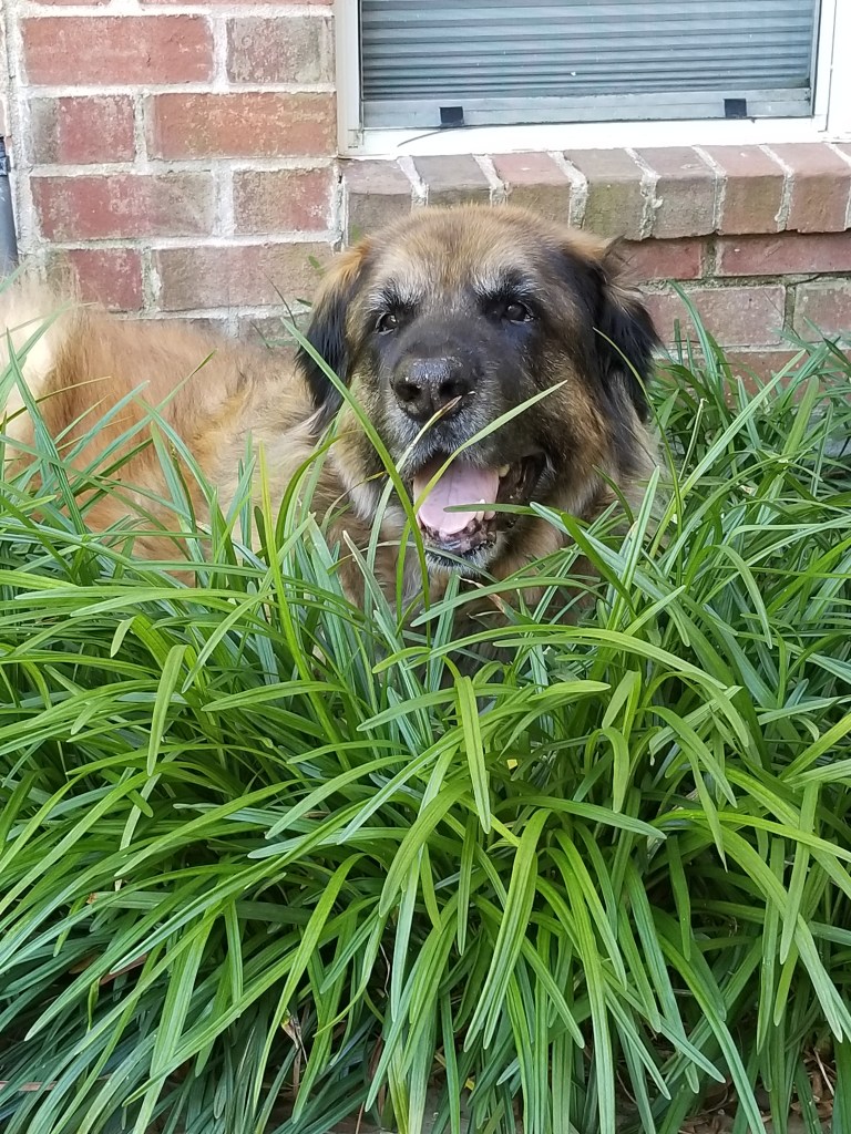 A Leonberger is sitting in what looks like very tall grass or bushes, and he is looking towards the camera.