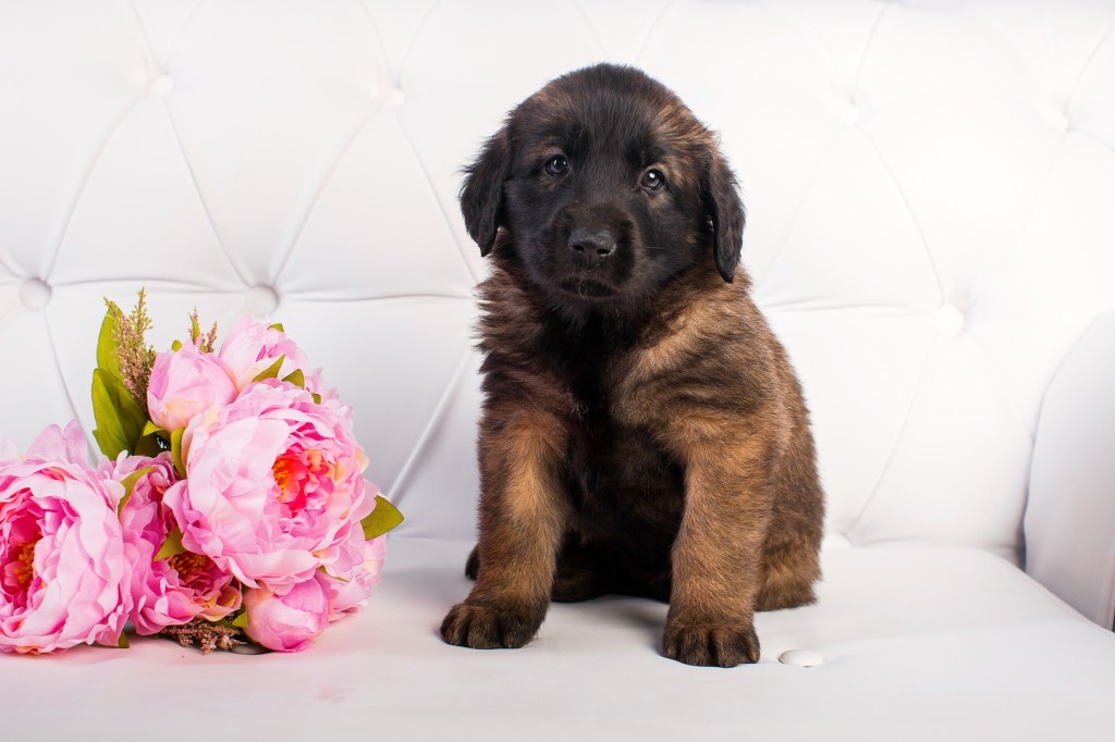 Leonberger puppy sitting on a white sofa. On his left is a bouquet of pink flowers.