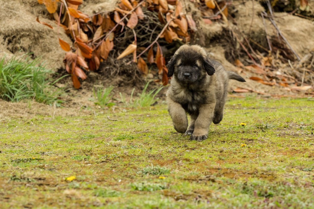 Two months old Leonberger running on green short grass and moss. There is a fallen tree in the background.