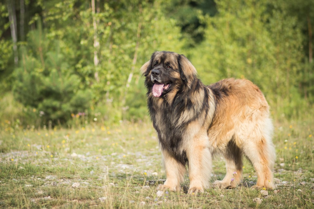 Majestic Leonberger standing on grass and there is a forest in the background.