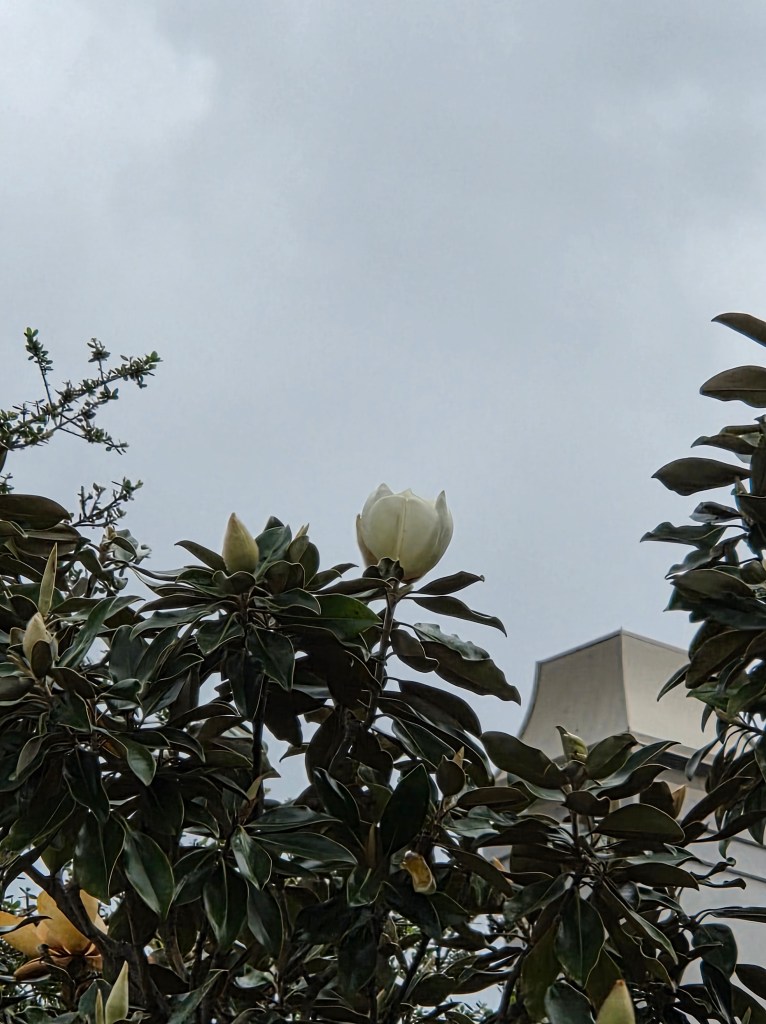 White Magnolia flower on top of a Magnolia tree. There are also some opened buds in the photo.