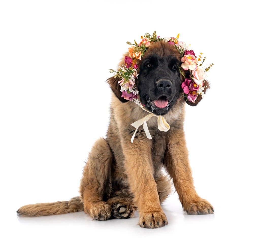 Puppy Leonberger in front of white background. The puppy is wearing flowers.