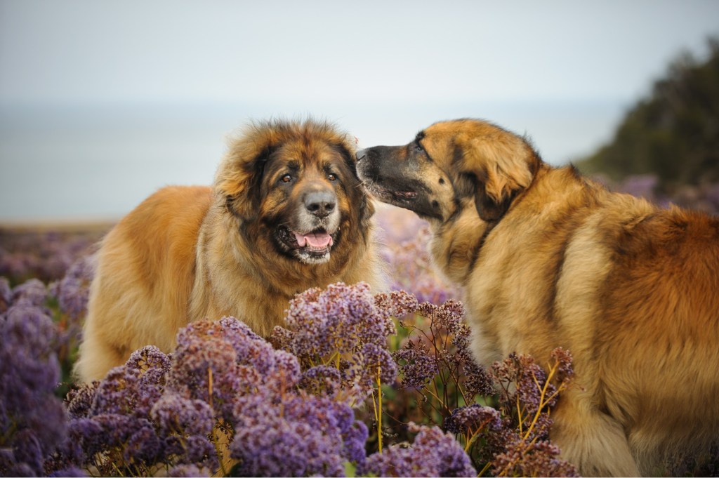 Leonberger dogs in field of purple flowers saying hello to each other.