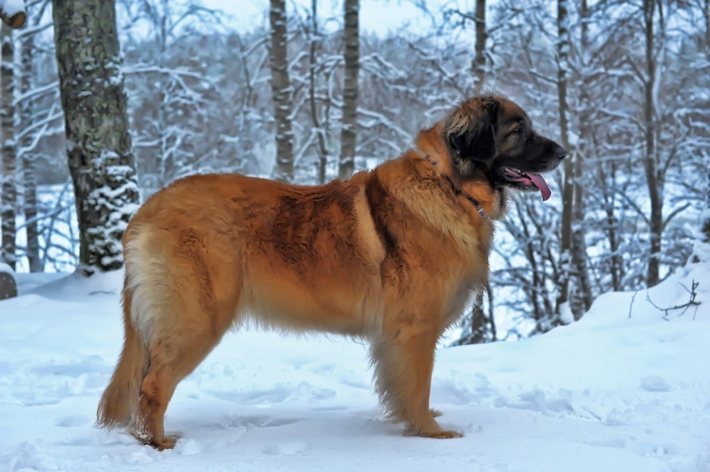 Photo of a Leonberger standing in snow. In the background there is snowy forest.